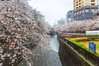 Meguro Nehri Tokyo Japonya 'sında yağmurlu bir günde kiraz çiçekleri açıyor. Japonca işaretler Meguro Nehri 'ni çeviriyor. Temiz ve güzel kalmasına yardım edelim..
