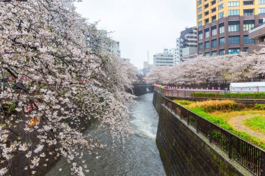 Meguro Nehri Tokyo Japonya 'sında yağmurlu bir günde kiraz çiçekleri açıyor. Japonca işaretler Meguro Nehri 'ni çeviriyor..