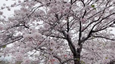 Japonya 'da her yıl şubattan nisana kadar açan güzel kiraz çiçekleri. Rüzgarla sallanan ağaçta