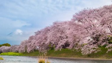 Japonya 'nın Shizuoka kentindeki Fuji Dağı ve dağları manzaralı Urui Nehri Sakura..