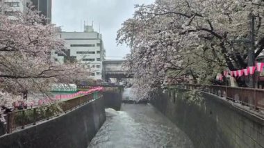 Meguro Nehri 'nde her yıl Japonya' da nisan ayında açan güzel kiraz çiçekleri. Yağmurlu bir günde ve rüzgarla birlikte eserken