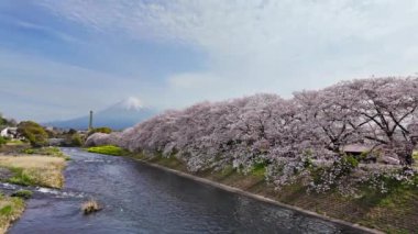 Japonya 'nın Shizuoka kentindeki Fuji Dağı' nın arkasında, Urui Nehri 'nden Sakura Dağı manzaralı zaman dilimi..