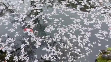 Suda büyük koi balığı ve suya düşen kiraz çiçekleri..