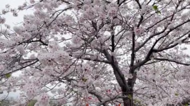 Japonya 'da her yıl şubattan nisana kadar açan güzel kiraz çiçekleri. Rüzgârla sallanan ağaçta. Boşluk arkaplanı kopyala