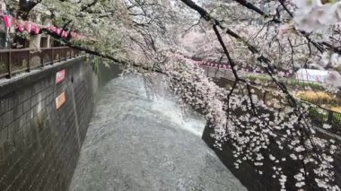 Meguro Nehri 'nde her yıl Japonya' da nisan ayında açan güzel kiraz çiçekleri. Yağmurlu bir günde ve rüzgarla birlikte eserken