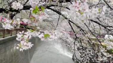 Meguro Nehri 'nde her yıl Japonya' da nisan ayında açan güzel kiraz çiçekleri. Yağmurlu bir günde ve rüzgarla birlikte eserken