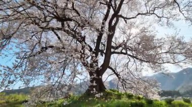 Wanitsuka no Sakura 330 yıllık büyük bir kiraz ağacı, dağların manzarası ve Japonya 'nın Yamanashi kentindeki Fuji Dağı..