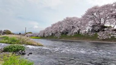Japonya 'nın Shizuoka kentindeki Fuji Dağı ve dağları manzaralı Urui Nehri Sakura..