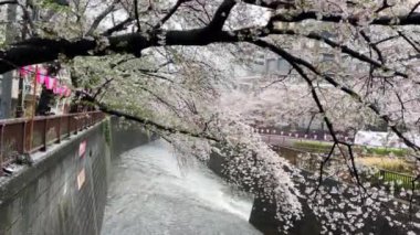 Meguro Nehri 'nde her yıl Japonya' da nisan ayında açan güzel kiraz çiçekleri. Yağmurlu bir günde ve rüzgarla birlikte eserken