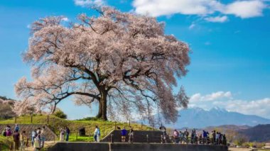 Wanitsuka no Sakura 'lı Timelapse 330 yıllık büyük bir kiraz ağacı ve Japonya' nın Yamanashi kentindeki Fuji Dağı manzaralı..