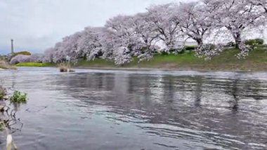 Japonya 'nın Shizuoka kentindeki Fuji Dağı' nın arkasında, Urui Nehri 'nden Sakura Dağı manzaralı zaman dilimi..