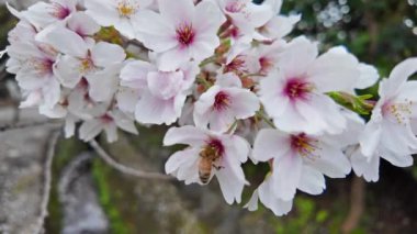 Japonya 'da her yıl şubattan nisana kadar açan güzel kiraz çiçekleri. Rüzgârla sallanan ağaçta. Boşluk arkaplanı kopyala