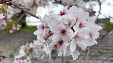 Japonya 'da her yıl şubattan nisana kadar açan güzel kiraz çiçekleri. Rüzgârla sallanan ağaçta. Boşluk arkaplanı kopyala