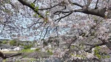 Japonya 'da her yıl şubattan nisana kadar açan güzel kiraz çiçekleri. Rüzgârla sallanan ağaçta. Boşluk arkaplanı kopyala