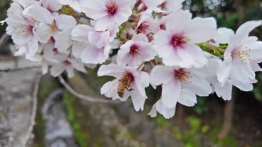 Japonya 'da her yıl şubattan nisana kadar açan güzel kiraz çiçekleri. Rüzgârla sallanan ağaçta. Boşluk arkaplanı kopyala