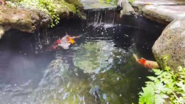 Bahçe havuzundaki büyük, güzel renkli koi balığı. Şelalesi ve orman suyundaki yansımaları. Yeşil zemin rahatlatıcı bir atmosfer yaratıyor..