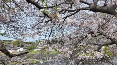 Japonya 'da her yıl şubattan nisana kadar açan güzel kiraz çiçekleri. Rüzgârla sallanan ağaçta. Boşluk arkaplanı kopyala