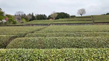 Sizuoka Bölgesi, Japonya 'da yağmurlu bir günde arka planda Fuji' nin olduğu çay tarlası. Burası popüler bir turizm merkezi..