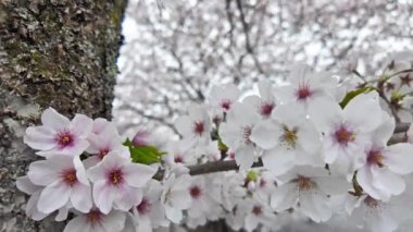 Japonya 'da her yıl şubattan nisana kadar açan güzel kiraz çiçekleri. Rüzgârla sallanan ağaçta. Boşluk arkaplanı kopyala