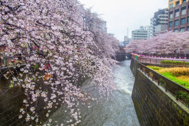 Meguro Nehri Tokyo Japonya 'sında yağmurlu bir günde kiraz çiçekleri açıyor. Japonca işaretler Meguro Nehri 'ni çeviriyor..
