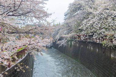 Meguro Nehri Tokyo Japonya 'sında kiraz çiçekleri açıyor ya da yağmurlu bir günde Sakura.