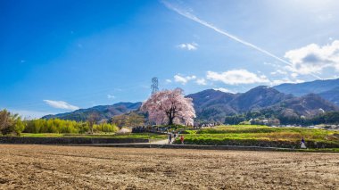 Wanizuka no Sakura 'nın güzel manzarası büyük 330 yıllık kiraz ağacı tam çiçek açmış ve arka planda doğa Nirasaki, Yamanashi Japonya' nın bir sembolüdür..