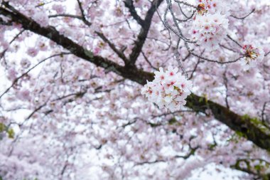 Güzel kiraz çiçeklerinin çiçek açması ya da ağaçtaki Sakura Japonya 'nın sembolü olan bir çiçektir. Boşluk arkaplanı kopyala