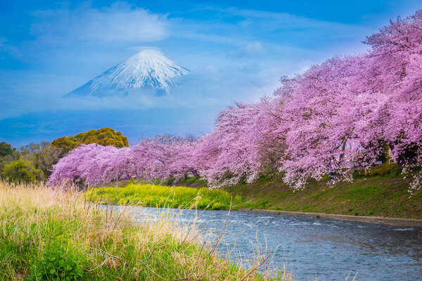 Beautiful blooming cherry blossoms with Mount Fuji in the background and a Urui river in the foreground is a popular tourist spot in Fuji City, Shizuoka Japan.