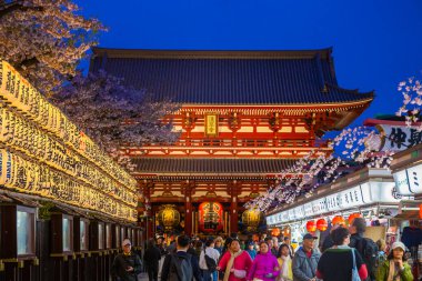 TOKYO, JAPONYA - 9 Nisan 2024: Birçok geleneksel fener Asakusa 'daki Sensoji Tapınağı' nın önünde gece kiraz çiçekleri açmakta..