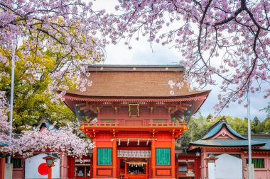 Traditional shrines with blooming cherry blossoms in Japan. It is a symbol of Japan. clipart