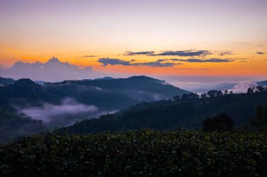 Doi Mae Salong dağında gün doğumu Mae Fah Luang, Chiang Rai Tayland 'ın simgesi. Panorama manzarası.