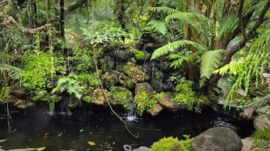 Bahçe havuzunda, şelaleleri ve ormandaki yansımaları ve yeşil zemini olan büyük, güzel renkli koi balığı rahatlatıcı, peri masalı atmosferi yaratır..