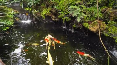 Bahçe havuzunda, şelaleleri ve ormandaki yansımaları ve yeşil zemini olan büyük, güzel renkli koi balığı rahatlatıcı, peri masalı atmosferi yaratır..
