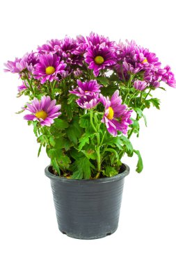 Mor kasımpatı tencerede, beyaz izole arka planda. Boşluk arkaplanı kopyala