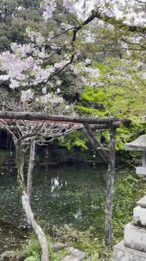 Japonya 'da kutsal bir tapınakta nehir boyunca düşen yapraklarla güzel kiraz çiçekleri güzel bir zemin oluşturur..