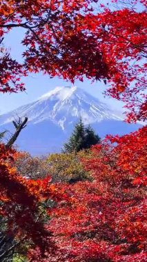 Fuji Dağı, Japonya 'nın Yamanashi kentindeki Kawaguchiko Gölü' nde karla kaplı güzel sonbahar yapraklarının manzarası popüler bir turizm beldesidir..