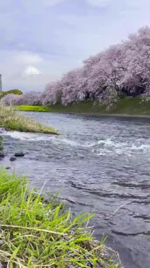 Urui Nehri Sakura, Japonya 'nın Shizuoka kentindeki Fuji Dağı ve dağların manzarasıyla kiraz çiçeklerinin açtığı yer..