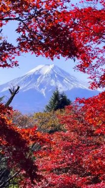 Fuji Dağı, Japonya 'nın Yamanashi kentindeki Kawaguchiko Gölü' nde karla kaplı güzel sonbahar yapraklarının manzarası popüler bir turizm beldesidir..