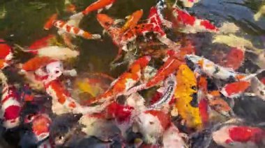 Yakından birçok büyük, parlak renkli koi balığı gölette yüzüyor..
