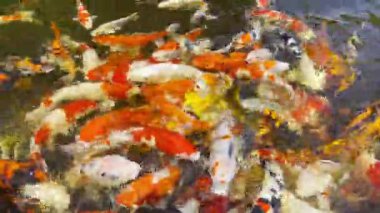 Yakından birçok büyük, parlak renkli koi balığı gölette yüzüyor..