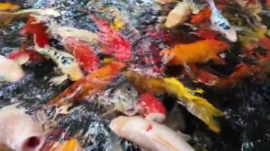 Yakından birçok büyük, parlak renkli koi balığı gölette yüzüyor..