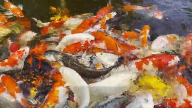 Yakından birçok büyük, parlak renkli koi balığı gölette yüzüyor..