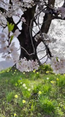 Wanitsuka no Sakura 330 yıllık büyük bir kiraz ağacı, dağların manzarası ve Japonya 'nın Yamanashi kentindeki Fuji Dağı..