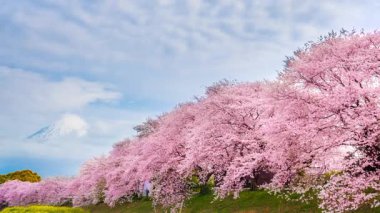 Japonya 'nın Shizuoka kentindeki Fuji Dağı' nın arkasında, Urui Nehri 'nden Sakura Dağı manzaralı zaman dilimi..