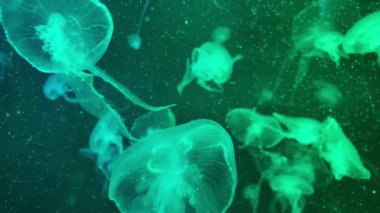 Vitrinde renk değiştiren güzel ışıkları olan bir sürü denizanası var. Özet kopyalama alanı arkaplanı