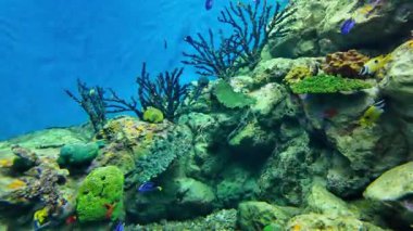 Akvaryumdaki cam tanklarda birçok güzel deniz balığı ve mercan türü sergilenmektedir. Boşluğu arka planda kopyala