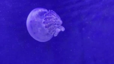 Vitrinde güzel bir şekilde hareket eden denizanalarının yakın çekimi. Özet kopyalama alanı arkaplanı