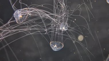 Vitrinde güzel bir şekilde hareket eden denizanalarının yakın çekimi. Özet kopyalama alanı arkaplanı