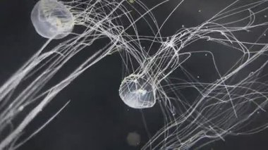 Vitrinde güzel bir şekilde hareket eden denizanalarının yakın çekimi. Özet kopyalama alanı arkaplanı