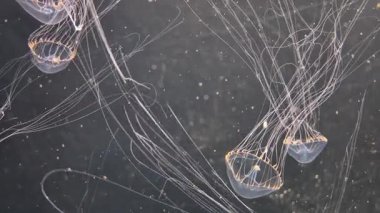 Vitrinde güzel bir şekilde hareket eden denizanalarının yakın çekimi. Özet kopyalama alanı arkaplanı